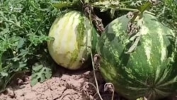 Тарбуз дар Тоҷикистон имсол арзонӣ шудааст
