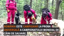 Campionatul mondial al câinilor de salvare