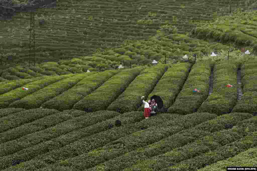 Një çift i veshur me veshje tradicionale duke bërë fotografi, në një fushë çaji ku punëtorët afganë kanë zëvendësuar tashmë punëtorët gjeorgjian.