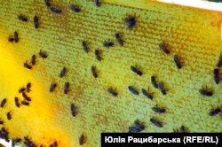 Лісова пасіка на Дніпропетровщині, серпень 2023 року