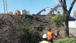 Vágják a fákat a Hamzsabégi sétányon