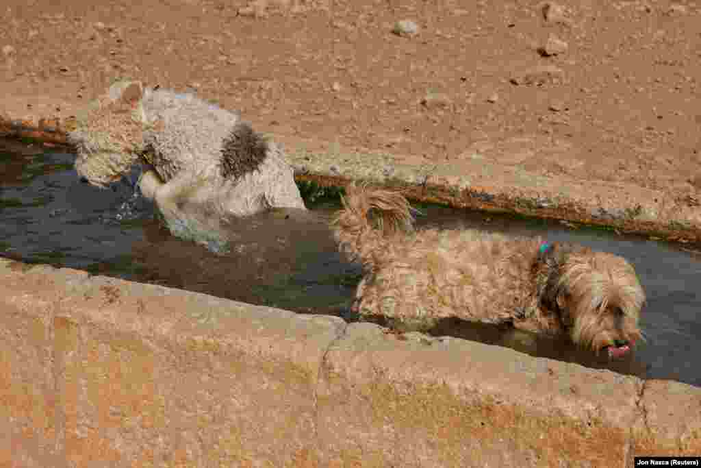 Kutyák hűsölnek egy itatóvályúban a perzselő nyári hőmérsékletben tavasszal a spanyolországi Rondában.&nbsp;Áprilisban a dél-spanyolországi Córdobában 38,8 Celsius-fokot mértek
