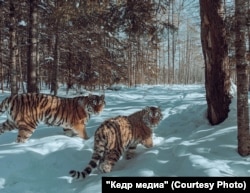 Тигрица с полугодовалым детенышем. Заказник Бирский, Хабаровский край. Январь 2022 года. Фото: Sascha Fonseca