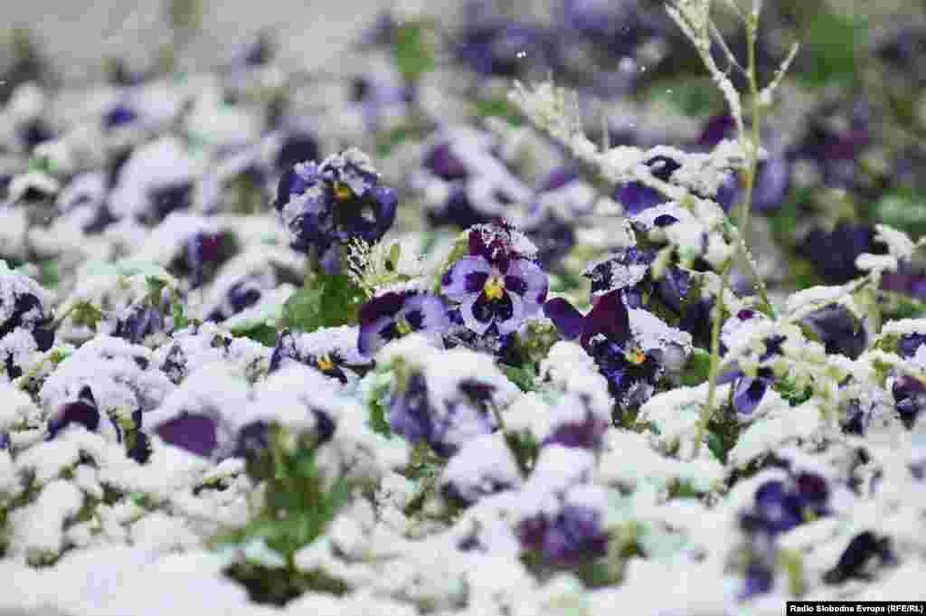 Većina biljaka je zbog izuzetno toplog vremena procvjetala u martu i aprilu.&nbsp;