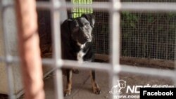 Egy visszavitt kutya a Noé Állatotthonban, Budapesten 2023. január 6-án