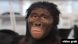 تصویری از نمونه‌ای که قبلاً براساس اسکلت‌ کشف‌شده بازسازی شده بود