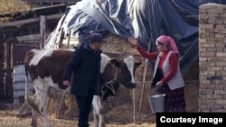 Шекерлик Данияр менен Жамийла.