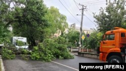 Дерево, що впало на вулиці Тролейбусній у Сімферополі, 28 липня 2023 року
