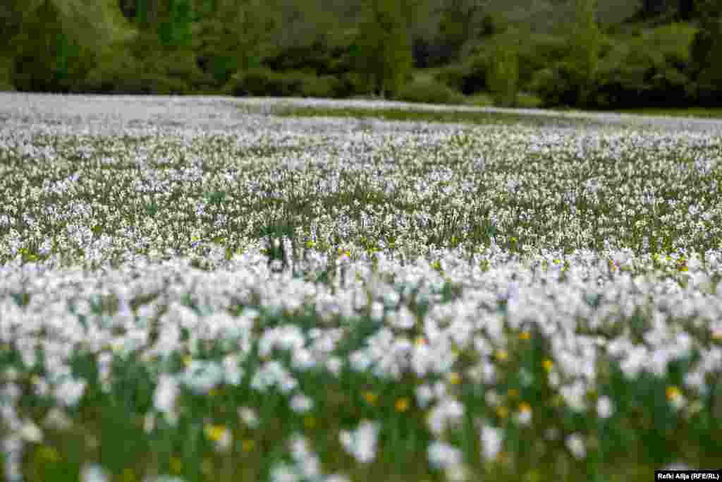 Megjithëkëtë, numri i adhuruesve të narcisit është vazhdimisht në rritje. Këtë peizazh po e vizitojnë gjithnjëe më shumë studentë nga vendet përreth, përfshirë edhe ata nga Kosova, por edhe turistë nga SHBA-ja dhe vende të Evropës Perëndimore.