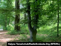 Частину лісу ще можна зберегти через судові рішення