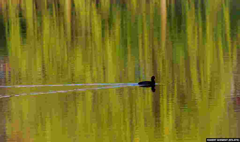 Divlja liska probija se preko jezera koje odražava procvjetalu vrbu u Circus Parku u Bukureštu.