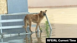 Під час потопу у Херсоні