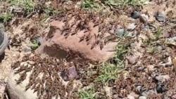 Ҳуҷуми малах ба заминҳои кишоварзии Хатлон