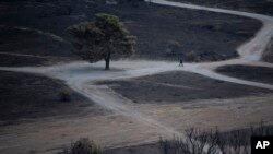 Vatrogasac prolazi pored spaljenog stabla na planini Parnita, sjsverozapadno od Atine, Grčka, 27. august 2023.