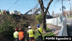 A korábban elkordonozott fákat is kivágják