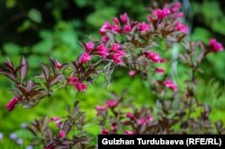 Вейгела Nana Purpurea гүлдүү бадал.