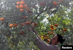 Berač na plantaži narandži u Egiptu, decembar 2020.