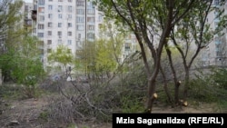 შემთხვევის ადგილი, მოჭრილი ხეები, ფოტო გადაღებულია 2023 წლის 6 აპრილს