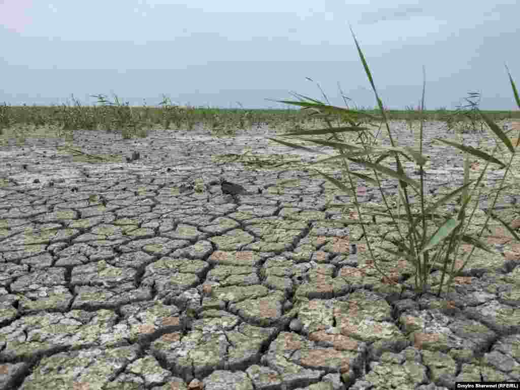 Дно колишнього Каховського водосховища активно заростає різними рослинами. У ніч руйнування Каховської гідроелектростанції (6 червня 2023 року) бійці 205-ї окремої мотострілецької &laquo;казачої&raquo; бригади РФ, яка контролювала ГЕС, мали перебувати &laquo;в готовності&raquo; та готувались до певних дій &laquo;по команді&raquo;, зокрема до залишення території через &laquo;точку відходу&raquo;, що було ускладнено, бо &laquo;все затоплено&raquo;. Це випливає із перехоплення розмов військових 205-ї бригади РФ у ніч знищення греблі, яку наводять у спільному розслідуванні журналісти &laquo;Схем&raquo; (проєкт Радіо Свобода) та агенції &laquo;Слідство.Інфо&raquo;.