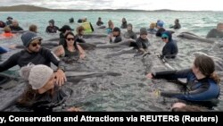 Dostavljena slika dobivena 26. jula 2023. prikazuje volontere koji rade na održavanju jata kitova s ​​dugim perajama na životu blizu plaže Cheynes istočno od Albanyja, Australija 