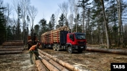 Дар минтақаи Приморйе соҳаи кишоварзӣ бахши муҳими иқтисод ба шумор меравад