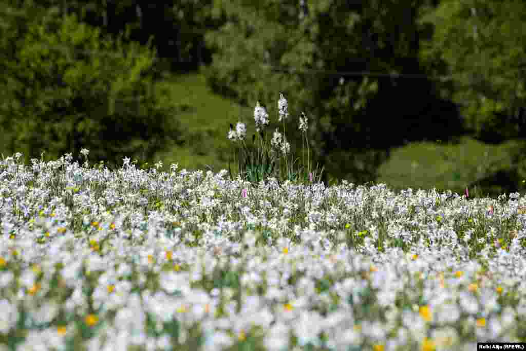 Rreth 20 kilometra në lindje të &nbsp;Kukësit, një qytet në veri të Shqipërisë, dhe rreth 30 kilometra në jug të Dragashit në Kosovë, mes Novosejit dhe Shishtavecit, gjendet Fusha e Narcisit.