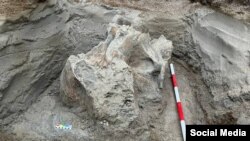 Жыргалаңда табылган мамонт сөөгү.