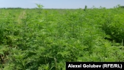 Ambrozia este o buruiană care apare în special pe terenurile neexploatate. 