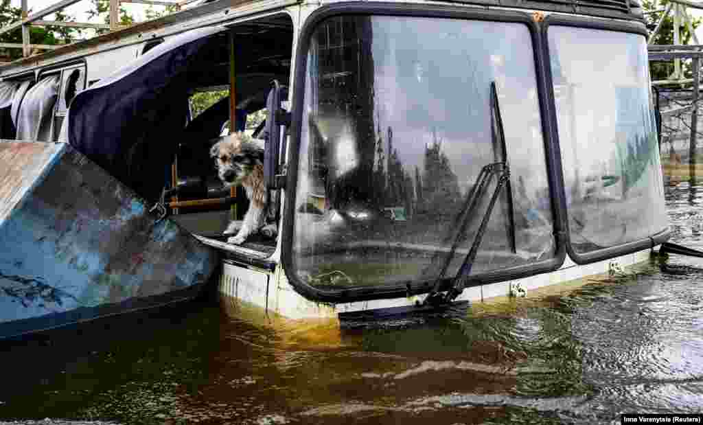 Собака на затопленной части Херсона на седьмой день после взрыва на&nbsp; Каховской ГЭС. Херсон, 12 июня 2023 года.