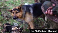 Dogs Of War: Ukrainian Soldiers Seek Comfort In Their Canine Companions On The Front Line