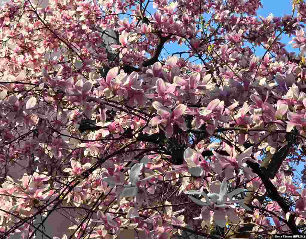 Magnolie roz superbă pe strada Eliza Zamfirescu Leonida. E o stradă mică și cochetă, în formă de U, în zona Parcului Kiseleff.