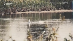 Delta din mijlocul orașului, locul unde trăiesc 190 de specii de păsări