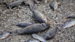 Mii de pești morți în rezervorul Kahovka, în timp ce Ucraina lansează o anchetă de „ecocid" asupra barajului