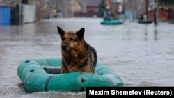 Суу каптаган Оренбург шаарында куткарылган ит. Орусия. 2024-жылдын 10-апрели. 
