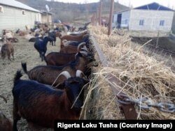 Ferma e Rigertës. Ajo thotë se biznesin familjar e nisi me 100 dhi, të racës autoktone.