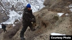 Ыктыярчылар тоодо канаттууларга жем чачып жүрөт, Токтогул району. Февраль, 2023-жыл. 