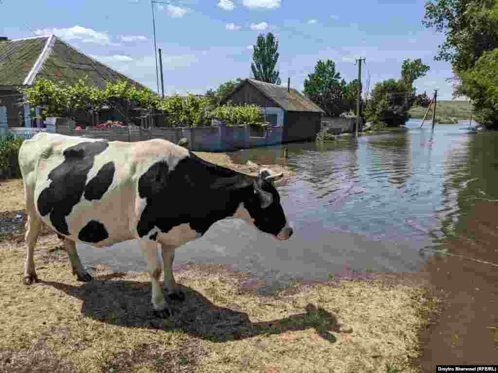  Principalul lucru este să vă salvați pe voi și animalele, spun locuitorii.