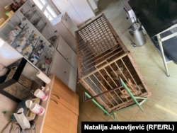 Mladunče lava pronađeno je 21. septembra na Čantavirskom putu kod Subotice kako prelazi put.⁠ Ženku lavicu pronašao je Subotičanin, na svom putu ka poslu.