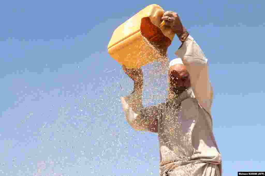 Afganistanski farmer prosijava zrna pšenice u selu Ghelwan na periferiji Herata.