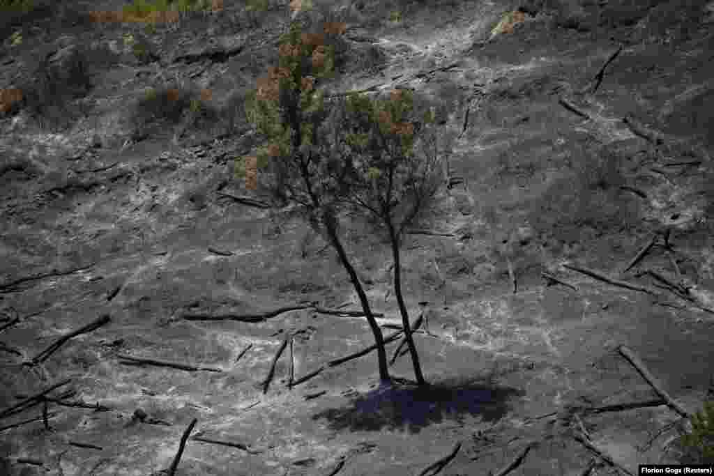 Spaljeno rastinje kod Čakrana.&nbsp;26. juli 2023.