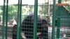 Український ведмідь, якого врятували військові, тепер біженець у Бельгії