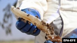 Avganistanski pčelar u Kandaharu u oktobru 2022. godine
