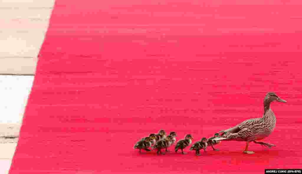 O rață și puii ei pășesc pe covorul roșu înaintea sosirii președintelui chinez Xi Jinping pentru o întâlnire cu omologul său sârb, Aleksandar Vucic, la Belgrad, pe 8 mai.&nbsp;