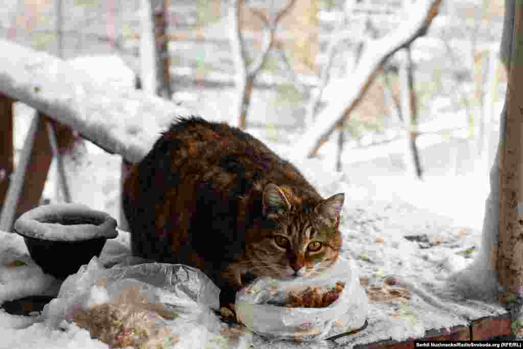 Одесити не забувають про безпритульних тварин