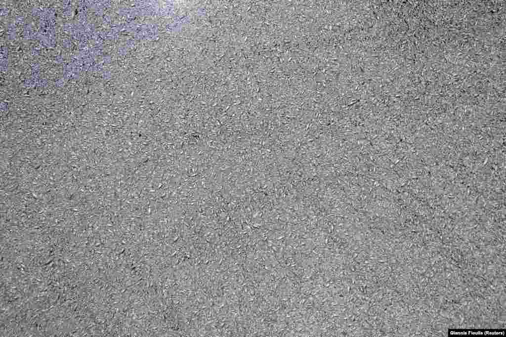 Pamje nga lart që tregon qindra mijëra peshq të ngordhur mbi ujë. Në grykën e lumit nuk u vendos ndonjë rrjetë për të parandaluar kalimin e peshqve drejt ujërave të Volosit, thanë ekspertët.&nbsp;Kur peshqit ranë në kontakt me ujërat e detit, uji i kripur ka të ngjarë të ketë shkaktuar ngordhjen masive të peshqve.