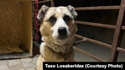 დუსკა - ძაღლი მარნეულის მუნიციპალიტეტის სოფელ კაჩაგანიდან, სადაც პატრონმა თავის ოჯახში მცხოვრებ კიდევ ერთ ძაღლს სასიკვდილოდ სცემა.