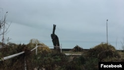 A megcsonkított fűzfa Balatonaligán 2023. november 28-án