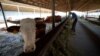 AP video grab - One of last dairy farms in Donbas fights to stay afloat