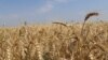 Recoltă de grâu înjumătățită, dar suficientă pentru consumul intern