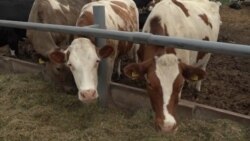 Ukrainasi denoncon trupat ruse: M’i poqën 100 lopë